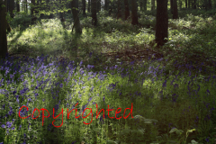 Backlit Bluebell woodland in the Sherwood Forest