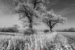 Winter scene, Fenland fields near Ramsey town