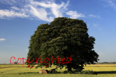 Beech Tree in a Summer Fenland field, near March