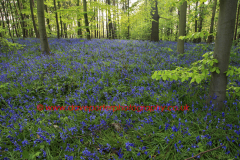 Spring woodland, Old Warden Warren, Bedfordshire