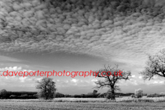 Winter scene, Fenland fields near Whittlesey town