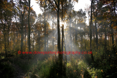 Autunm Woodland, New Forest, Hampshire