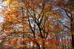 Autumn Beech Tree Woodland, Sherwood Forest