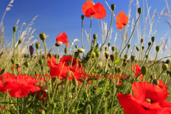 Poppy fields, near Wisbech town, Cambridgeshire