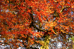 Autumn Beech Tree Woodland, Sherwood Forest