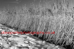 Winter snow on Holme Fen near Yaxley village