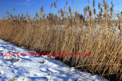 Winter snow on Holme Fen near Yaxley village