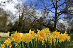 Spot coloured Spring Daffodils